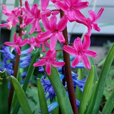 Apartment Baxters Bonnie Garden