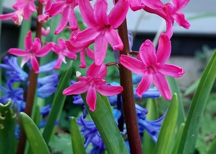 Appartement Baxters Bonnie Garden